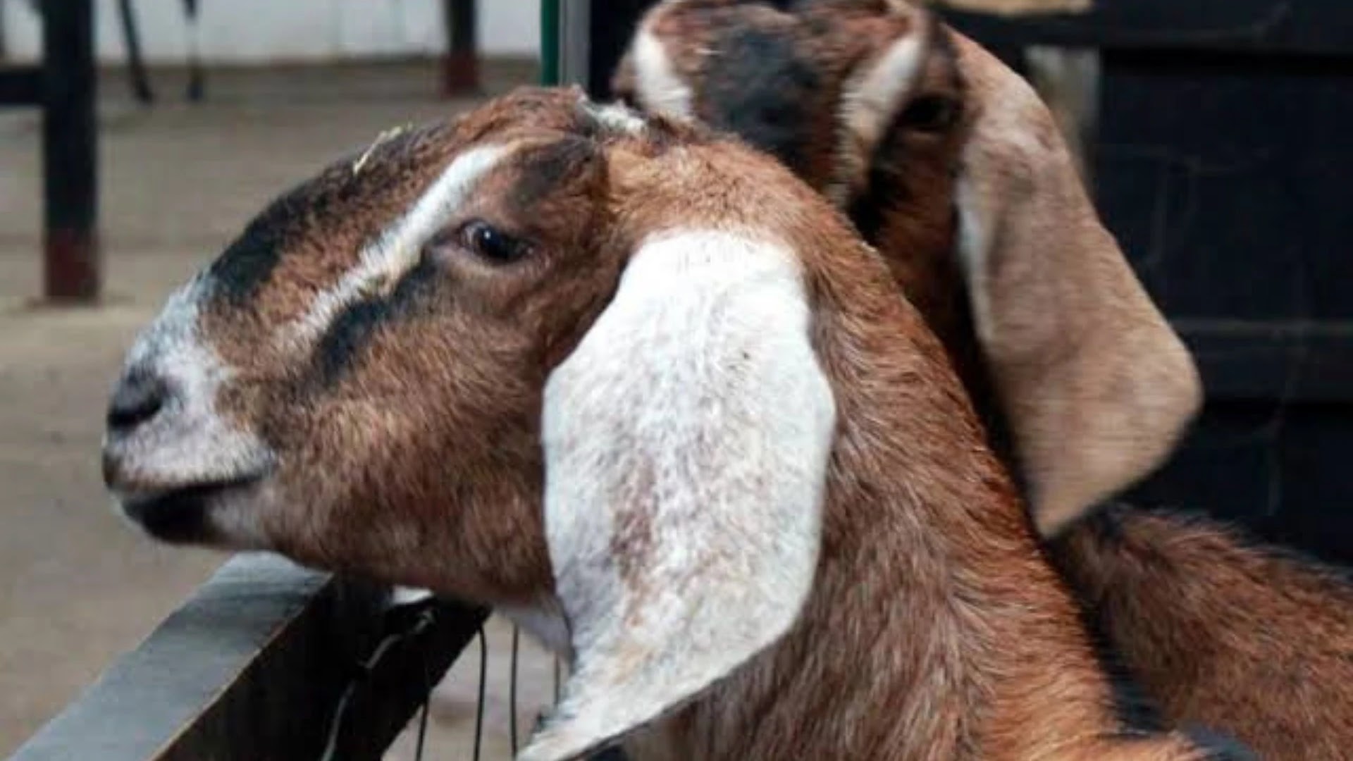 Usaha Beternak Kambing untuk Pemula, Hal-hal yang Harus Diperhatikan