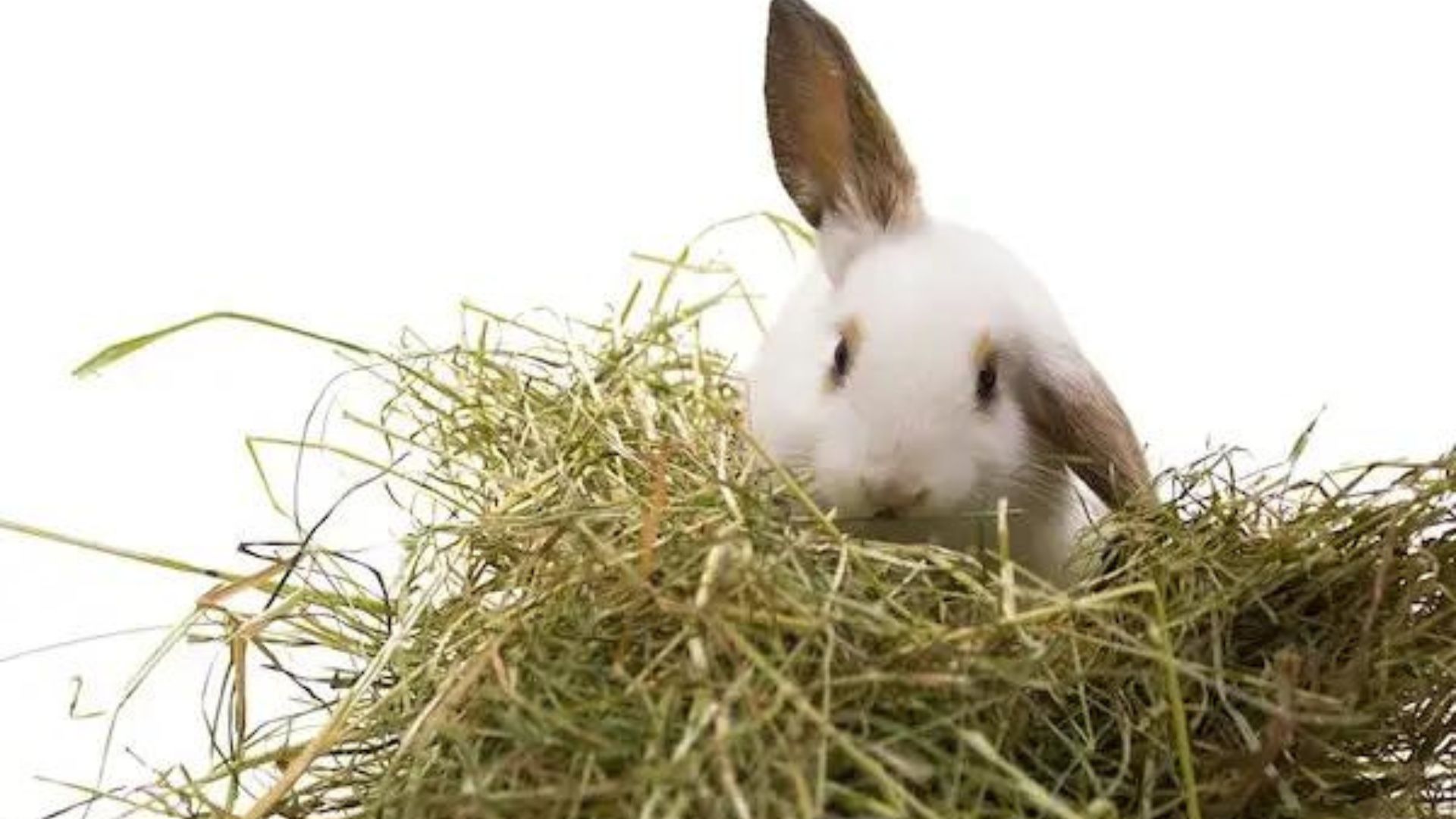 Cara Membuat Pakan Kelinci dari Rumput, Dijamin Hewan Peliharaan Makin Gemuk
