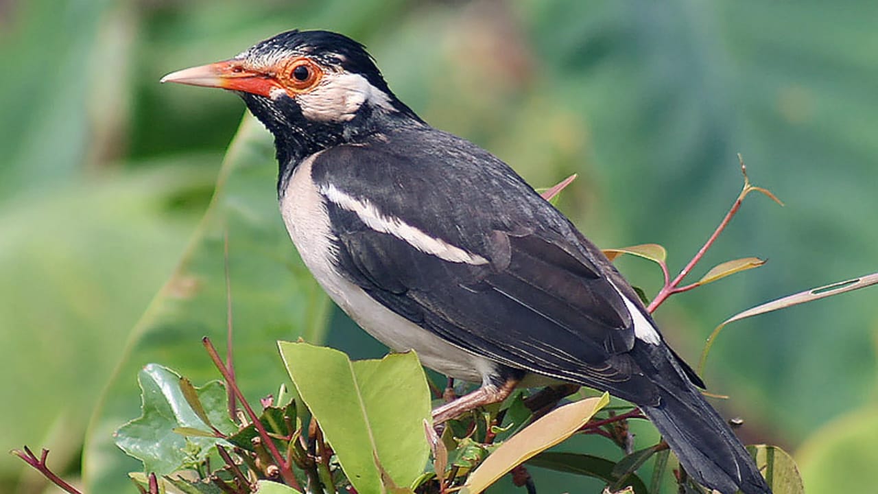 Jalak Suren: Potensi Bisnis dan Keindahan Suara dalam Dunia Burung Kicau