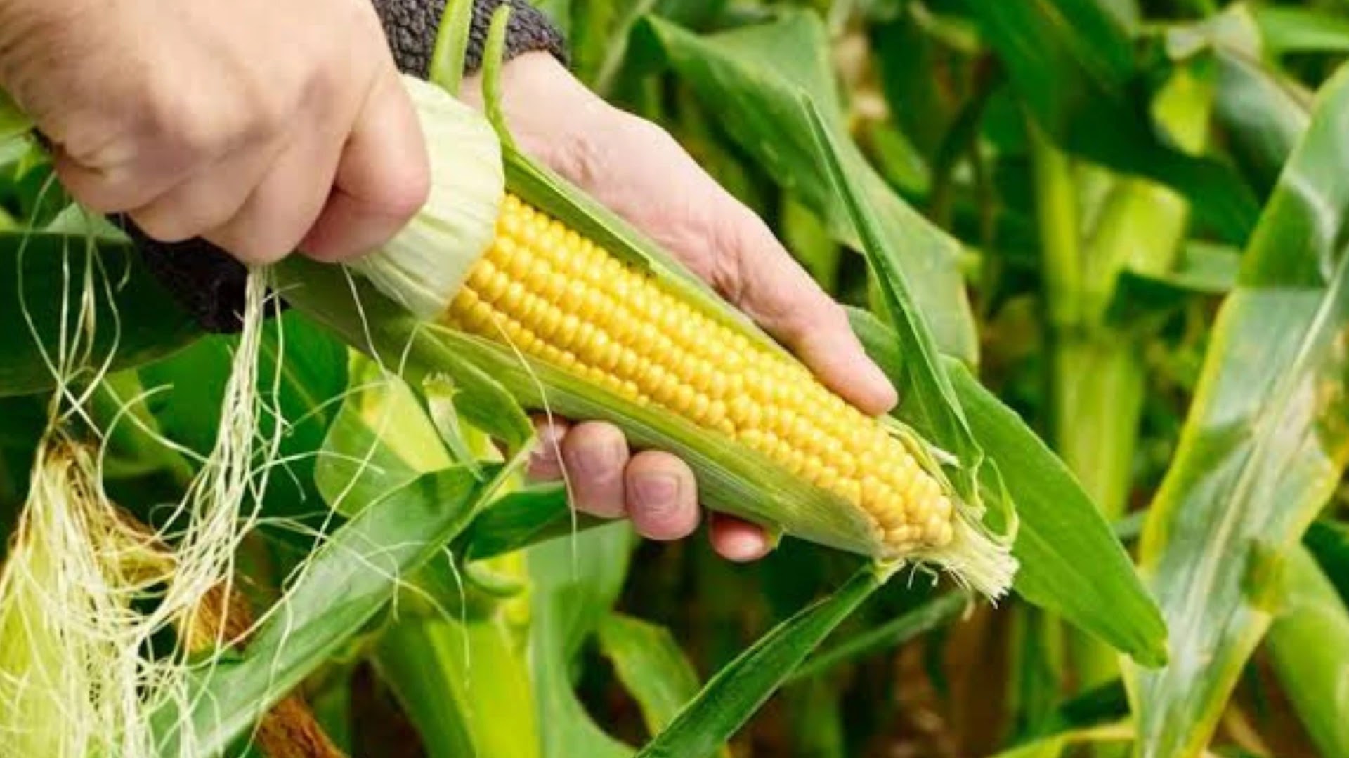 Pemahaman Mendalam tentang Organisme Hasil Rekayasa Genetika (GMO) dan Penerapannya