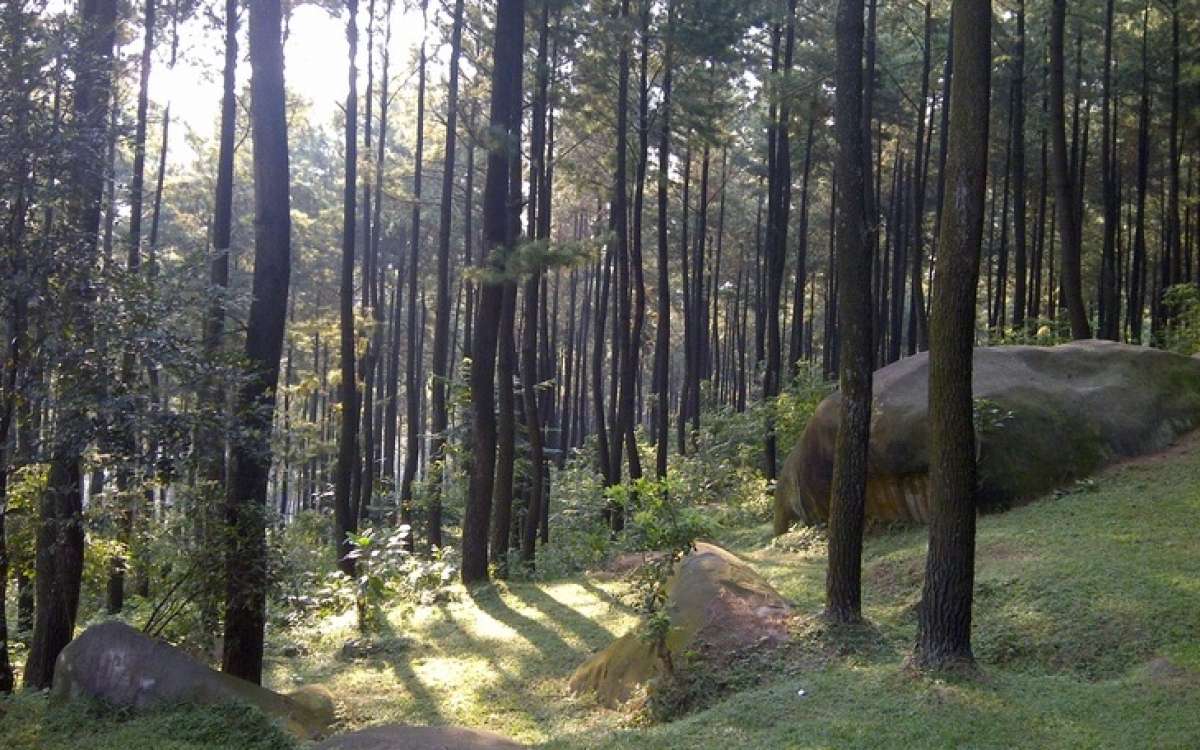 Liburan ke Taman Wisata Alam Gunung Pancar, Cocok untuk Dijadikan Tempat Rekreasi