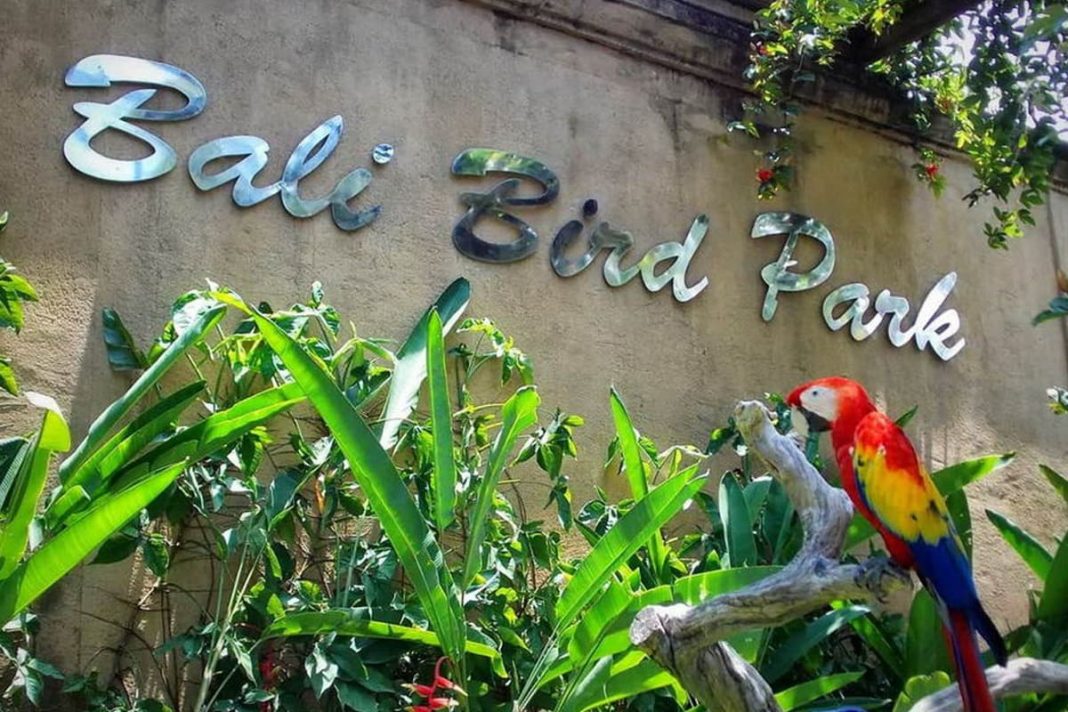 Menjelajahi Pesona Alam dan Keindahan Aneka Burung di Bali Bird Park