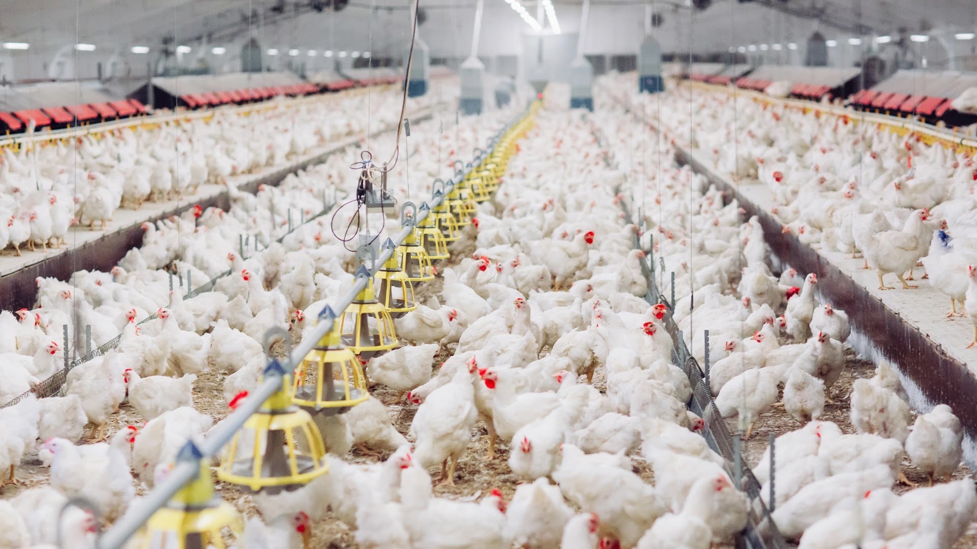 Inilah Rahasia Peternak Ayam Australia yang Bikin Kaya Raya, Indonesia Bisa Tiru?