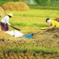 Indonesia sebagai Negara Agraris: Pengaruh Harga Produk Pertanian pada Perekonomian
