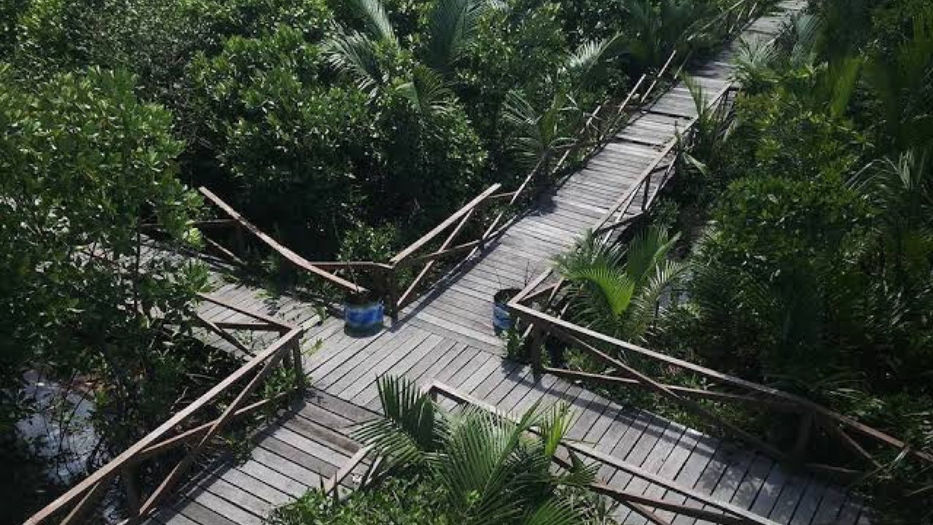 Jelajahi Keindahan Cilacap: Dari Hutan Mangrove hingga Pantai Jetis