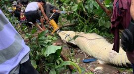 Buaya terkam warga Maluku
(Dok. Ist)