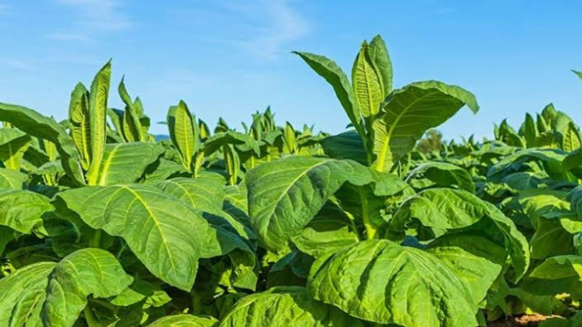 Berkah Kemarau untuk Petani Tembakau Probolinggo