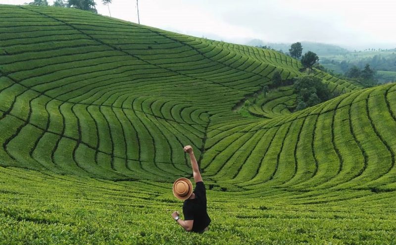Kebun Teh di Bandung