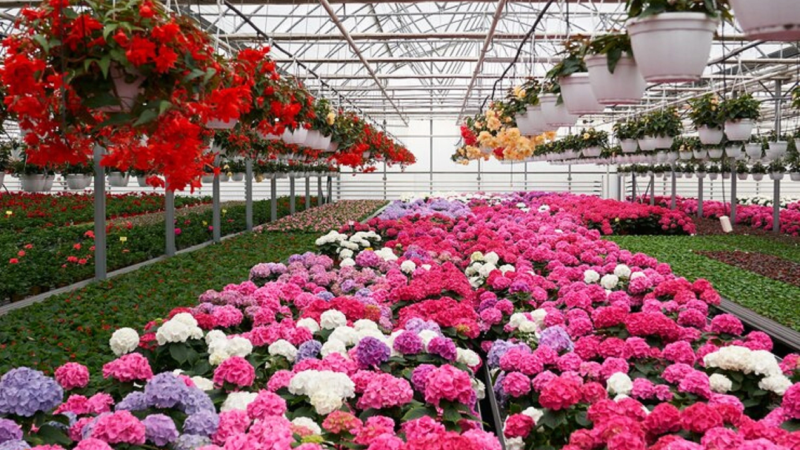 Kebun Geonia Lembang.Doc