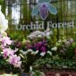 Orchid Forest Cikole wisata Bandung yang romantis 
(Dok. Ist)