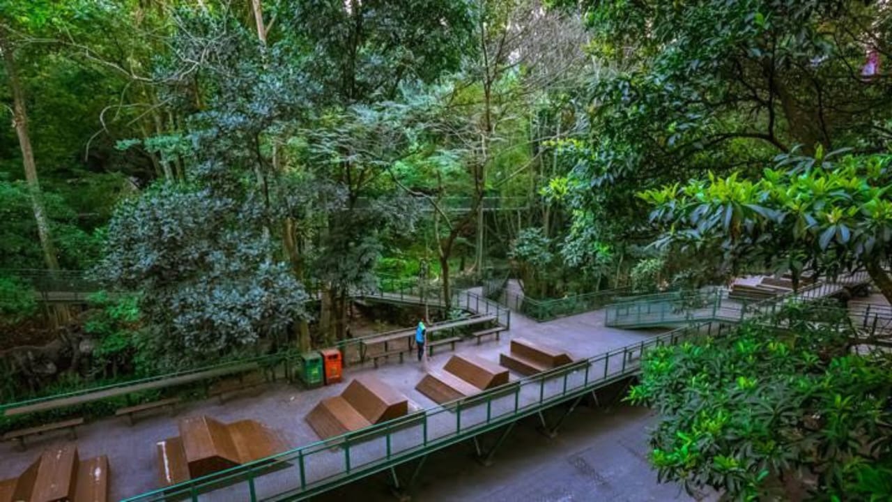 Forest Walk Babakan Siliwangi: Wisata Hijau Gratis di Tengah Kota Bandung