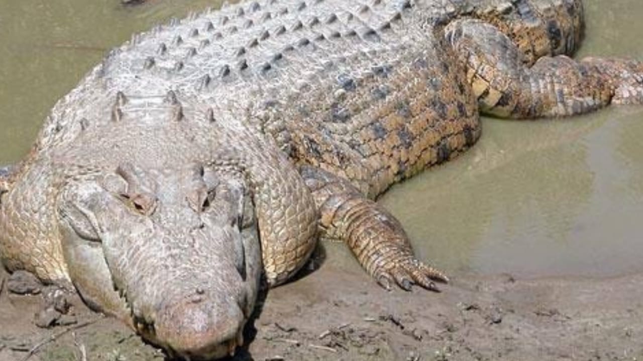 Fenomena Kemunculan Buaya Muara di Timur Surabaya: Menguak Ekosistem Alami yang Bertahan di Tengah Urbanisasi