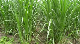 Bagaimana Peranan Hara Makro pada Tanaman Rumput Raja