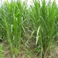 Bagaimana Peranan Hara Makro pada Tanaman Rumput Raja