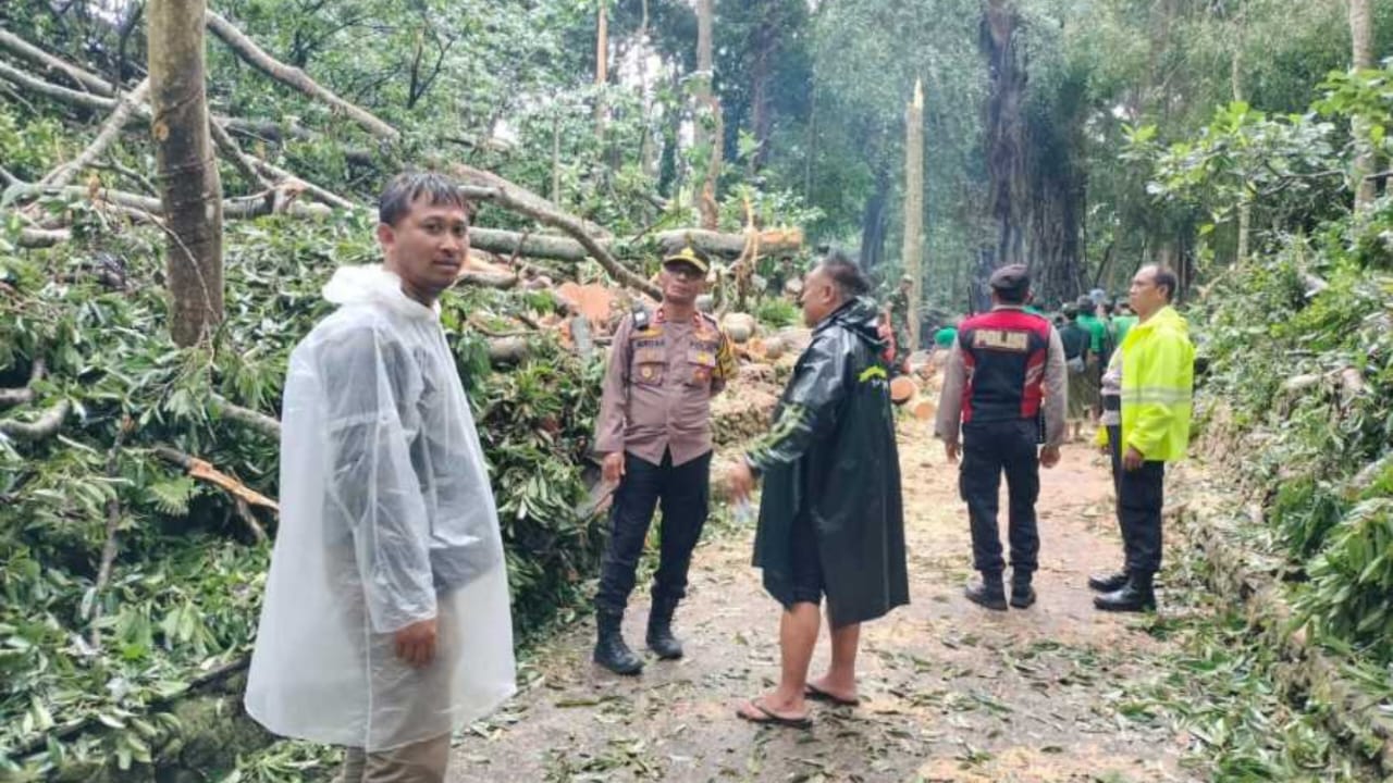 Dua Wisatawan Asing Tewas Akibat Pohon Tumbang di Monkey Forest Ubud, Bali