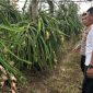 Tewas Mengenaskan di Kebun Buah Naga (Dok. Ist)