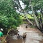 Pencarian peternak dan sapinya yang terseret arus banjir di NTB
(Dok. Ist)