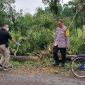 Pohon Tumbang di Ponorogo Tewaskan Warga (Dok. Ist)