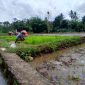 Pengertian Kearifan Lokal
