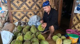 Wisata kebun durian (Dok. Ist)