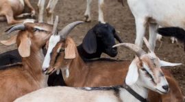 Ilustrasi kambing ternak (Dok.ist)