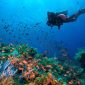 Wisata Bahari Alor (Dok. Ist)