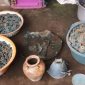 Koin kuno yang berhasil ditemukan petani (Dok. Ist)