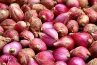 Bawang Merah (Dok. Ist)