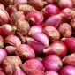 Bawang Merah (Dok. Ist)