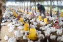 Harga Ayam di Palembang Anjlok