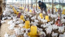Harga Ayam di Palembang Anjlok