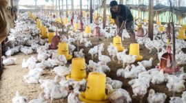 Harga Ayam di Palembang Anjlok
