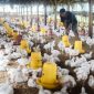 Harga Ayam di Palembang Anjlok