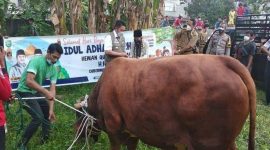 Sapi qurban (Dok. Ist)