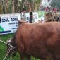 Sapi qurban (Dok. Ist)