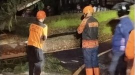 Pohon tumbang (Dok. Ist)