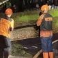 Pohon tumbang (Dok. Ist)