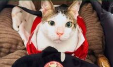 Momen Lucu: Bill Gates Hadiahkan Boneka Paus untuk Kucing Presiden Prabowo