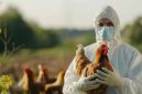 Flu Burung (Dok. Ist)