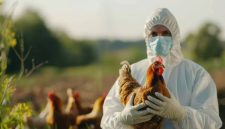 Flu Burung (Dok. Ist)
