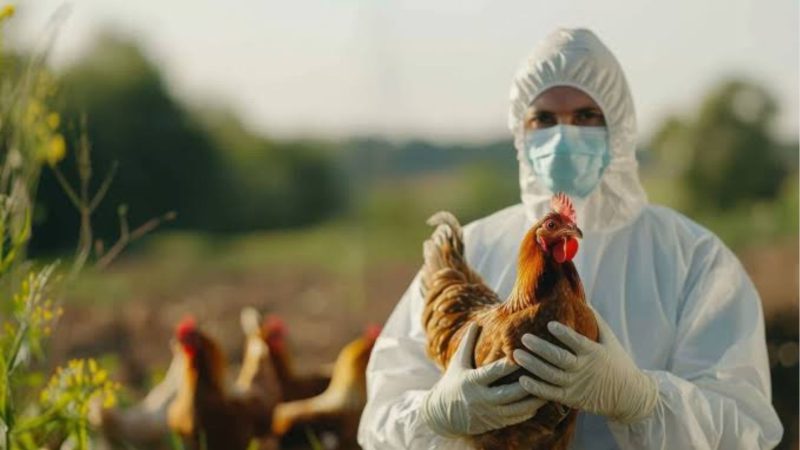 Flu Burung (Dok. Ist)
