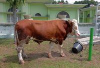 Harga Sapi Kurban 2025 