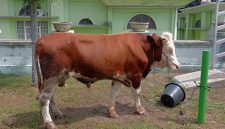 Harga Sapi Kurban 2025 