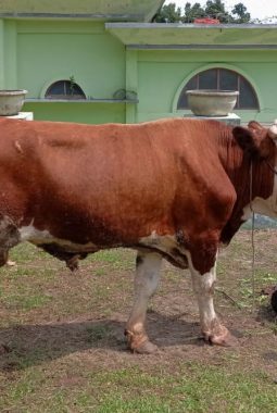Harga Sapi Kurban 2025 Diprediksi Stabil dengan Variasi Berdasarkan Bobot dan Jenis