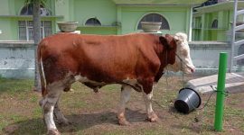 Harga Sapi Kurban 2025 