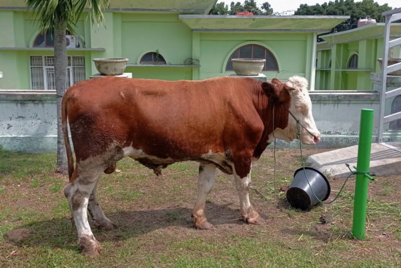 Harga Sapi Kurban 2025 