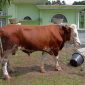 Harga Sapi Kurban 2025 