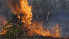 Kebakaran hutan (Dok. Ist)