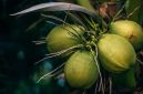 Kelapa (Dok. Ist)