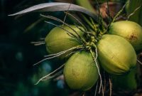 Kelapa (Dok. Ist)